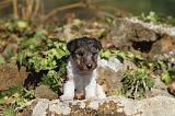 FOX TERRIER 064